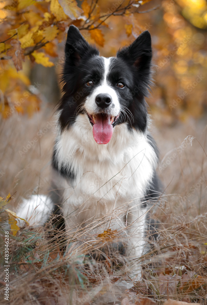 Front Portrait of Sitting Border Collie with Tongue Out in Autumn Nature. Happy Black and White Dog Smiles during Fall Season. Front Portrait of Sitting Border Collie with Tongue Out in Autumn Nature. Happy Black and White Dog Smiles during Fall Season.