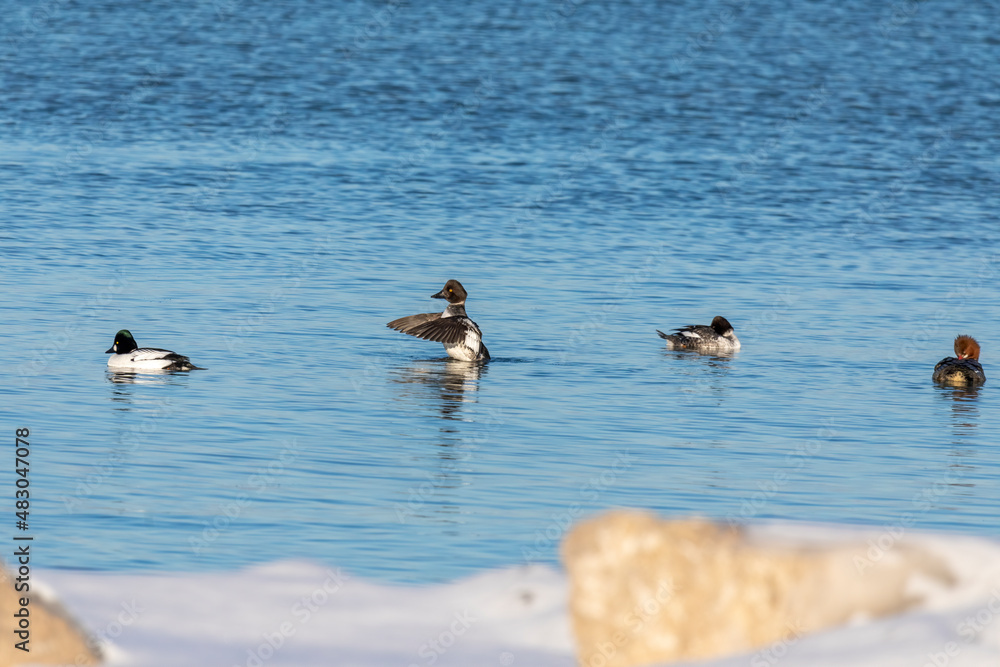 The Common goldeneye (Bucephala clangula) on the river The Common goldeneye (Bucephala clangula) on the river