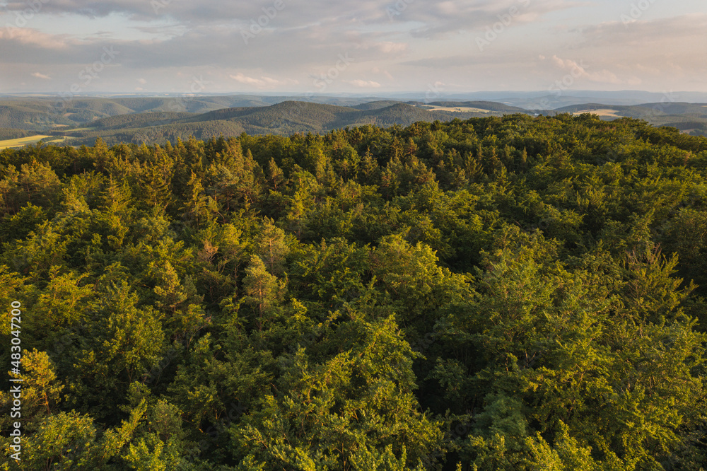 Sustainable forestry in european woods at sunset in summer Healthy ecosystems Climate Change Trees Spruce Pine Beech