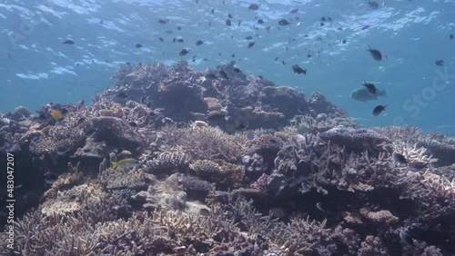 Wallpaper Mural Thriving tropical coral reef with colourful fish and healthy corals  Torontodigital.ca