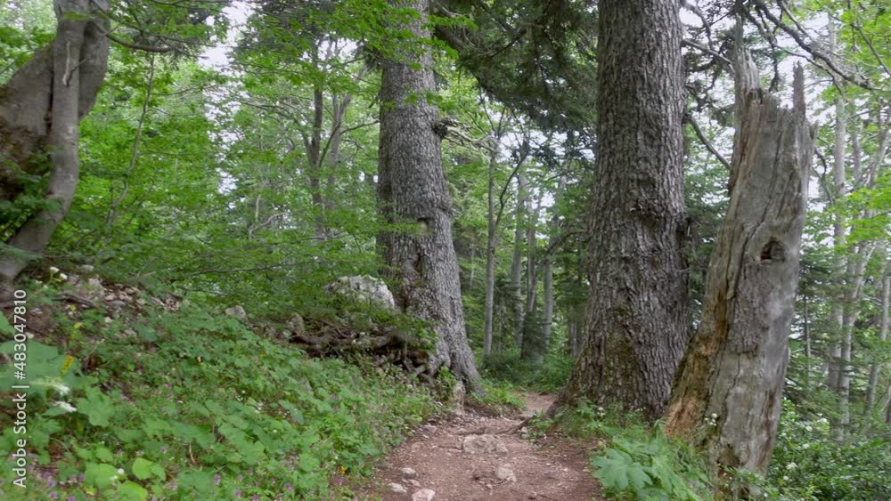 Hiking trail through the forest. Travel destinations, eco tourism, environmental conservation. Caucasian State Natural Biosphere Reserve named after Kh.G. Shaposhnikov. Lago-Naki plateau. Russia. Hiking trail through the forest. Travel destinations, eco tourism, environmental conservation. Caucasian State Natural Biosphere Reserve named after Kh.G. Shaposhnikov. Lago-Naki plateau. Russia.