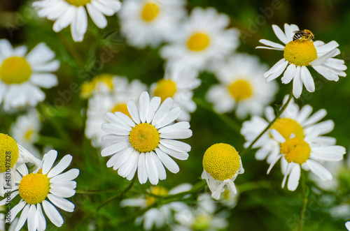 Close up from camomiles with a bee