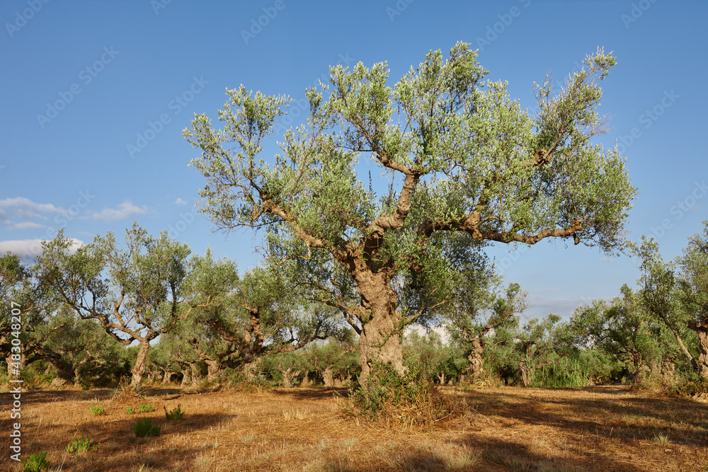 Olive trees garden for oil production in Zakynthos