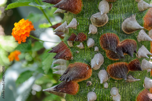 Ceiba 1 © MariaElenaMunoz