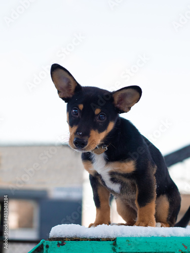 Puppy with big ears on a winter walk, mestizo dachshund and jack russell terrier