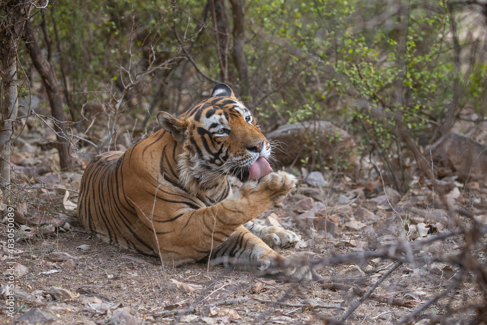 Fototapeta premium Tiger in the nature habitat. Tiger male walking head on composition. Wildlife scene with danger animal. Hot summer in Rajasthan, India. Dry trees with beautiful indian tiger, Panthera tigris