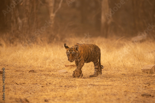 Fototapeta Naklejka Na Ścianę i Meble -  Tiger in the nature habitat. Tiger male walking head on composition. Wildlife scene with danger animal. Hot summer in Rajasthan, India. Dry trees with beautiful indian tiger, Panthera tigris
