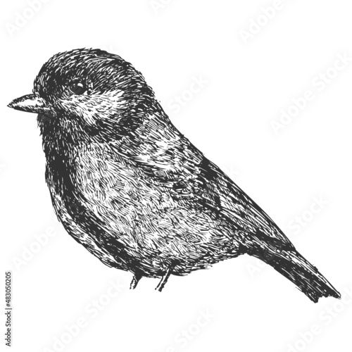 Tit bird hand drawn isolated on white background. Vector element in sketch monochrome style. Vintage illustration.