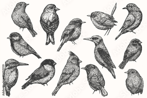 Set bird hand drawn isolated on white background. Collection vector element in sketch monochrome style. Vintage illustration.