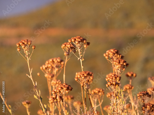 Close up of brown fynbos flowers in the mountains. Location: Ceres, South Africa photo