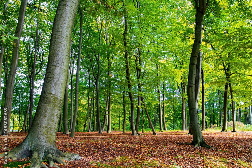 Fototapeta premium Magnificent shady park