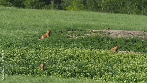 Marmot colony in the grassland. Family of bobak marmots photo