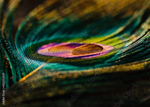 peacock feather texture. Peafowl feather background. Mor pankh. © Jalpa Malam