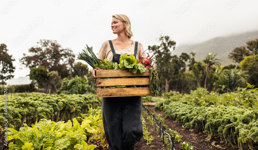Female organic farmer gathering fresh vegetables on her farm - obrazy, fototapety, plakaty 