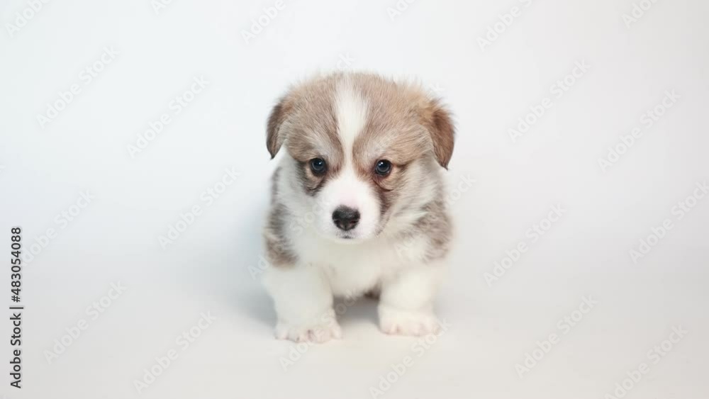 welsh corgi puppy sits on a white background welsh corgi puppy sits on a white background