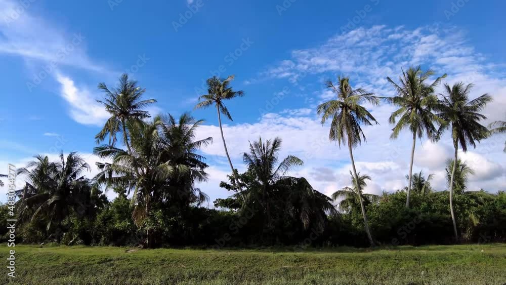 Sliding at the rural village grow with coconut tree at Balik Pulau, Pulau Pinang. Sliding at the rural village grow with coconut tree at Balik Pulau, Pulau Pinang.