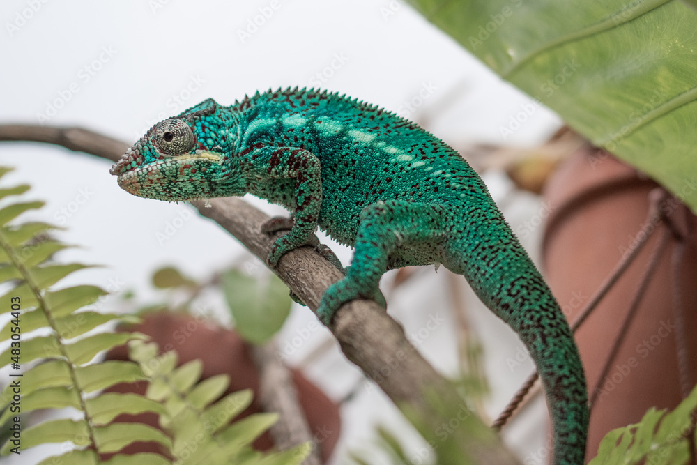 Fototapeta premium Awesome Panther chameleon (Furcifer pardalis) rests placidly on a branch while waiting to hunt insects in the wild