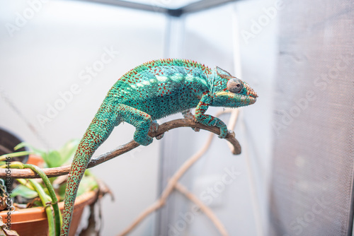Awesome Panther chameleon (Furcifer pardalis) rests placidly on a branch while waiting to hunt insects in the wild