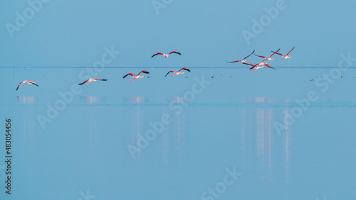 Flock of pink flamingos in flight
