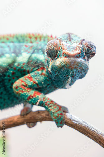 Awesome Panther chameleon (Furcifer pardalis) rests placidly on a branch while waiting to hunt insects in the wild