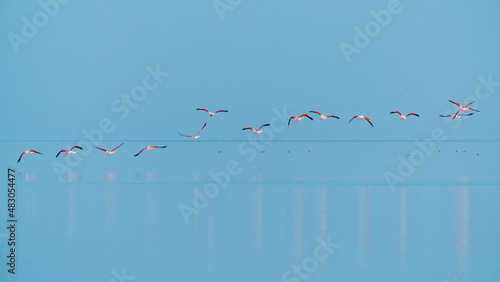 Flock of pink flamingos in flight