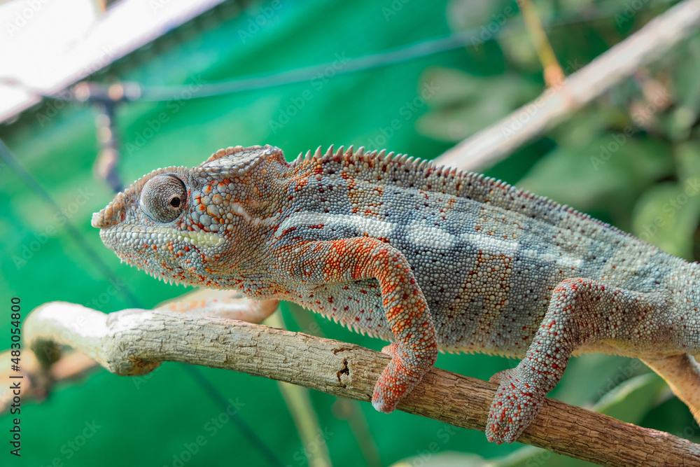 Fototapeta premium Awesome Panther chameleon (Furcifer pardalis) rests placidly on a branch while waiting to hunt insects in the wild
