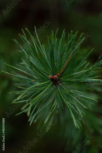 Wet Green pine brunch close-up on dark green background