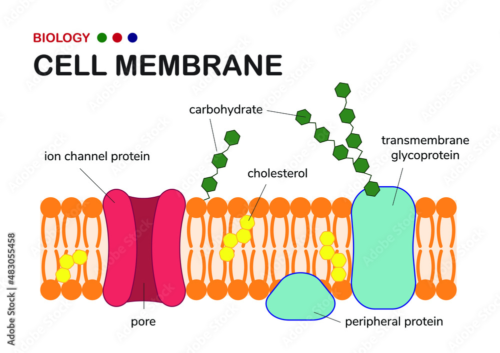 Biological diagram show structure of cell membrane or plasma membrane which  envelope the cell in living organism Stock Vector | Adobe Stock