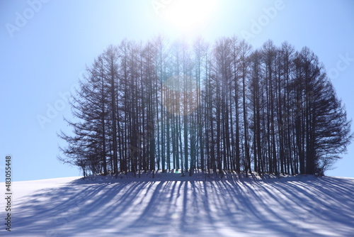 北海道美瑛のマイルドセブンの丘