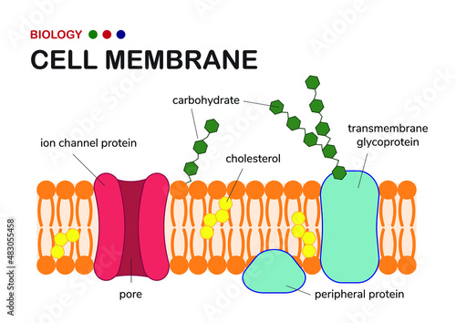 Biological diagram show structure of cell membrane or plasma membrane which envelope the cell in living organism photo