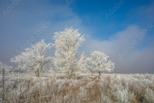 winter landscape. trees in white frost