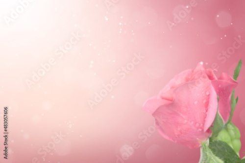 Blurred background with rose of pink color. Can be used for wallpaper, wedding card, web page banner