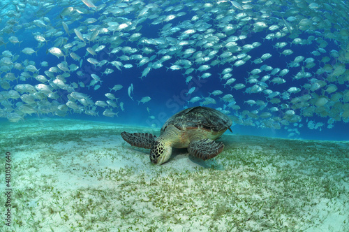 Meeresschildkröte bei einem Makrelenschwarm  © dieter76