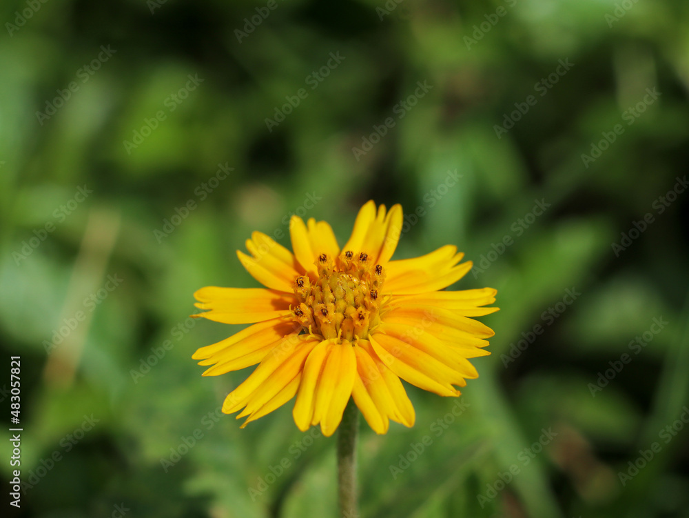 blooming yellow flowers on field bright beautiful flower blooming yellow flowers on field bright beautiful flower