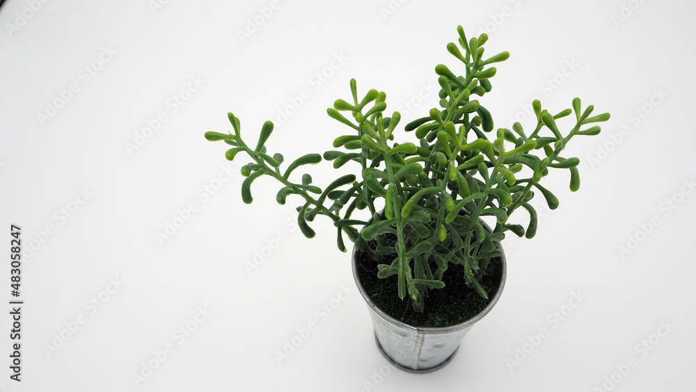 Artificial plants or fake tree on white background.