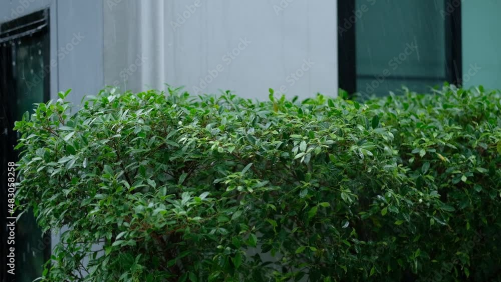 Water drop, Rain slow motion
