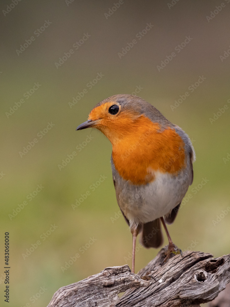 Petirrojo
Robin
Erithacus rubecula Petirrojo
Robin
Erithacus rubecula