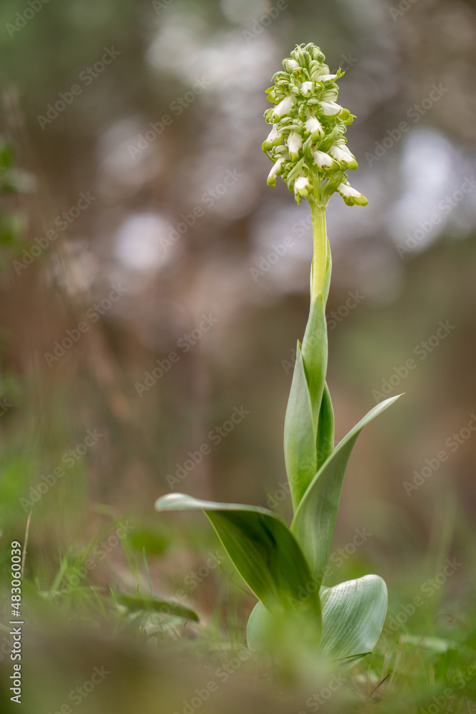 Orquídea gigante albina
Himantoglossum robertianum
Barlia Orquídea gigante albina
Himantoglossum robertianum
Barlia