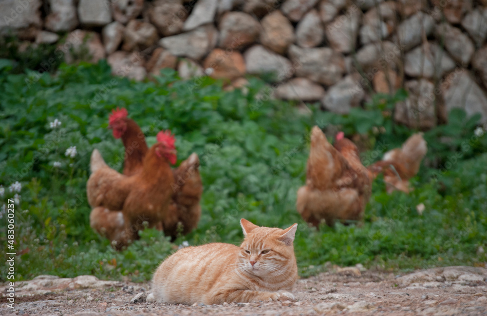 Fototapeta premium Gata en la naturaleza con gallinas criadas en libertad