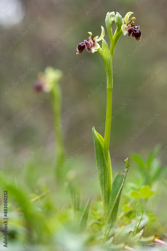 Orquídea hibrido
Ophrys x olbiensis Orquídea hibrido
Ophrys x olbiensis