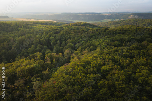 Sustainable forestry in german woods Healthy ecosystems important planting trees saplings