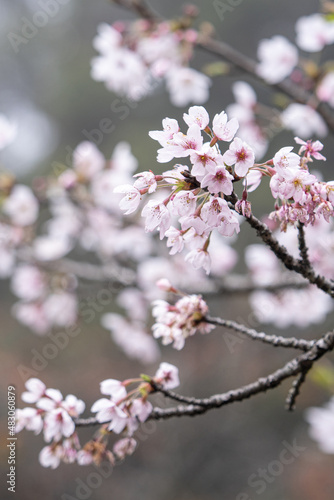 Beautiful Yoshino Sakura Cherry Blossom is blooming with sprout in Alishan National Forest Recreation Area in Taiwan. © RomixImage