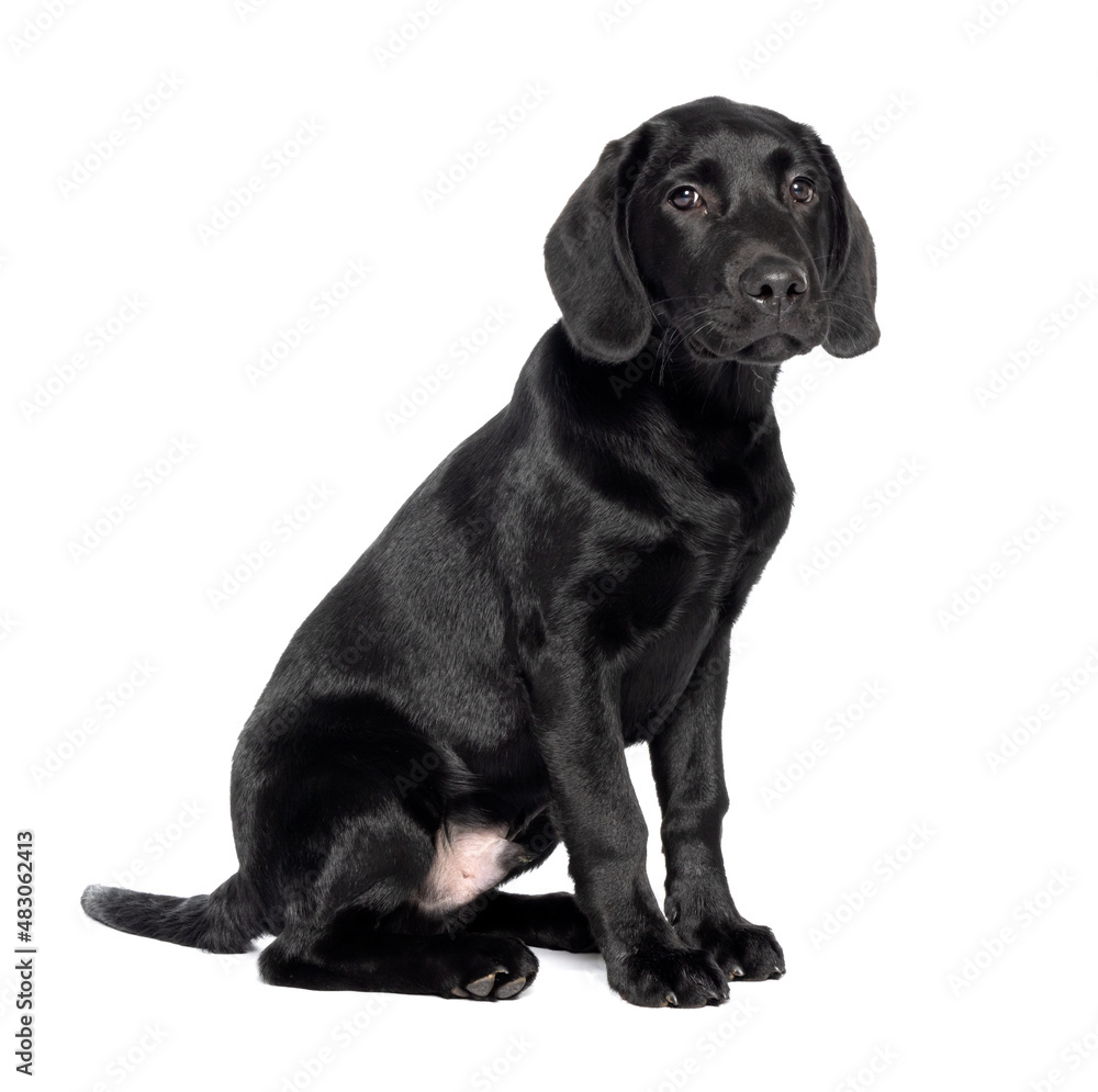 Full length shot of a 4 month 16 week old black Labrador puppy isolated against a white background. 