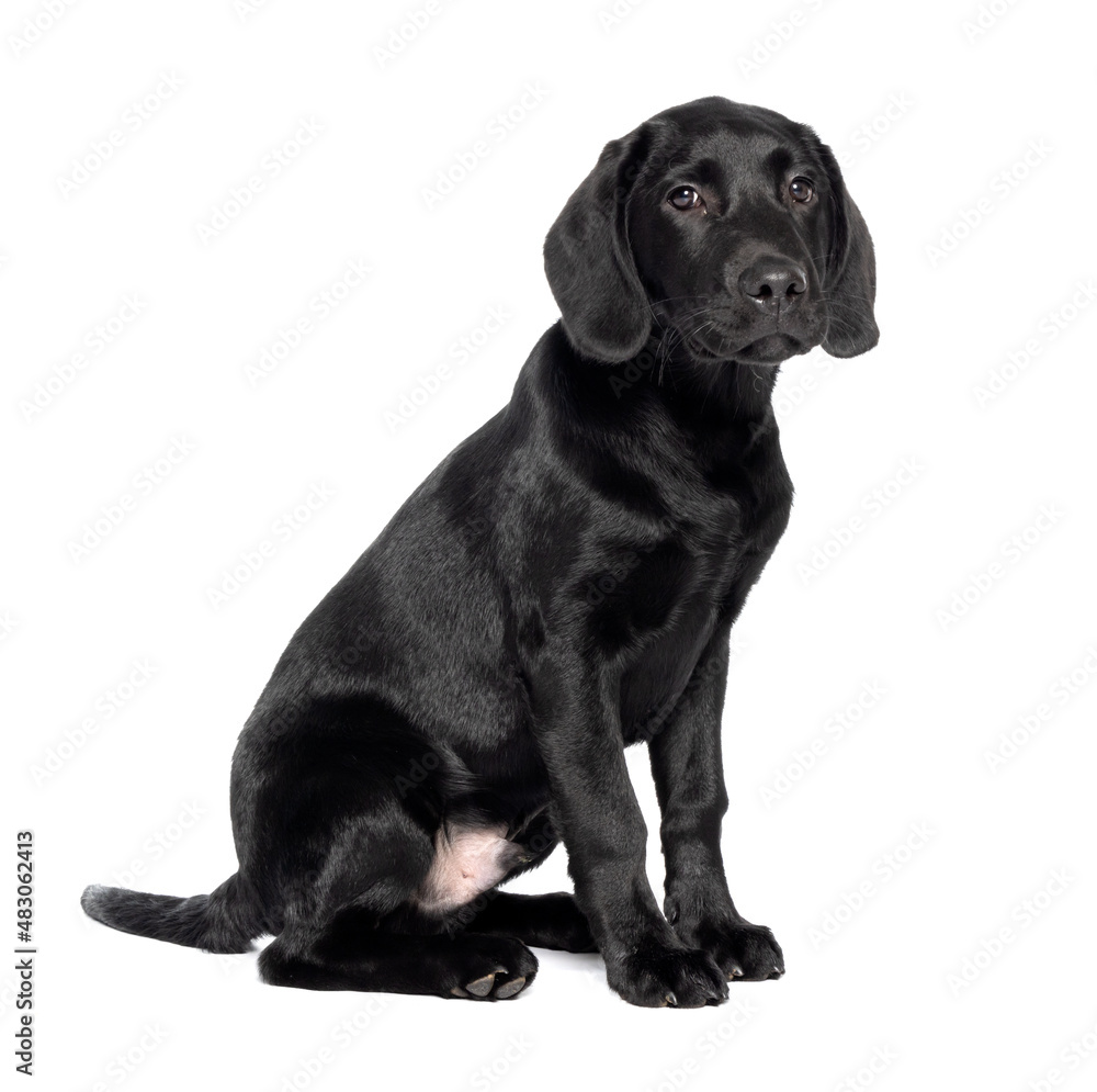 Full length shot of a 4 month 16 week old black Labrador puppy isolated against a white background. Full length shot of a 4 month 16 week old black Labrador puppy isolated against a white background.