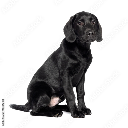 Full length shot of a 4 month 16 week old black Labrador puppy isolated against a white background.  © david