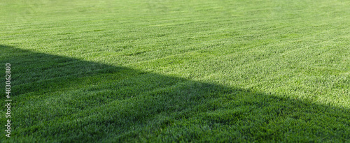 Close up of green lawn on a sunny day. Selective focus. © Sasha