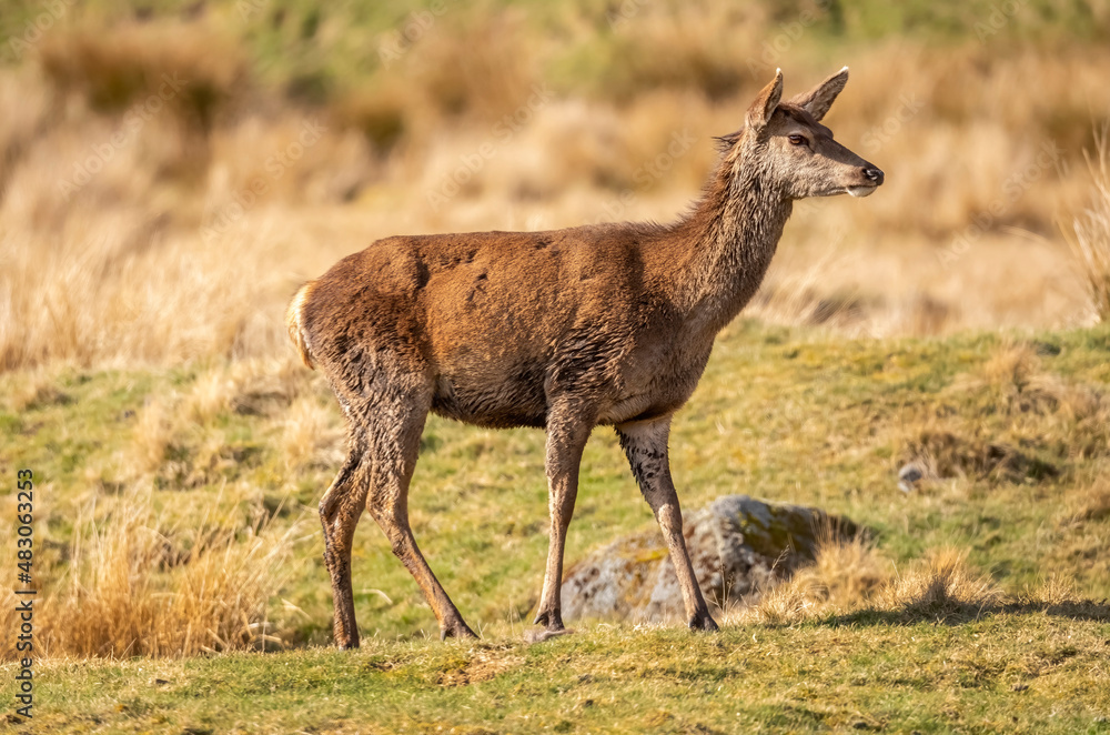 Red deer close up on moorland in Scotland Red deer close up on moorland in Scotland