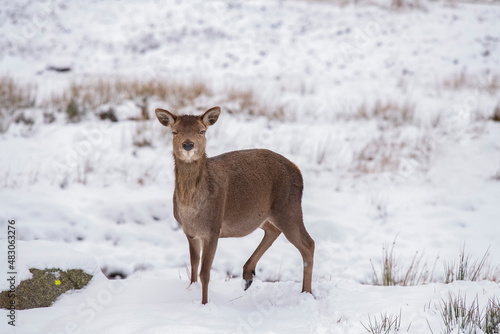 Red deer in the snow close up on moorland in Scotland in winter