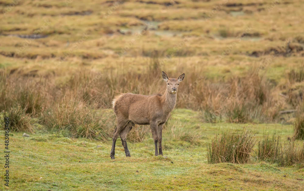 Red deer close up on moorland in Scotland Red deer close up on moorland in Scotland