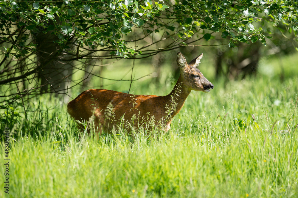 Roe Deer in the long grass under a tree, close up in Scotland in the summer time. Roe Deer in the long grass under a tree, close up in Scotland in the summer time.